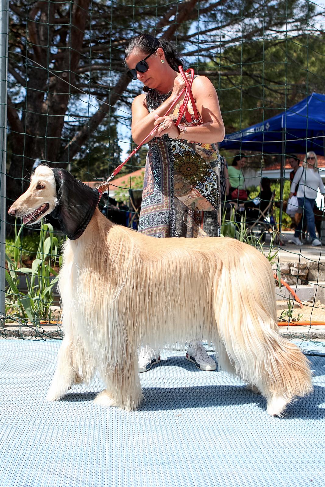 Međunarodna izložba pasa CACIB 2023
