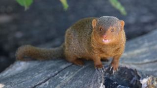 Mladunci patuljastog mungosa novi su stanovnici Zoološkog vrta Mladunci patuljastog mungosa novi su stanovnici Zoološkog vrta