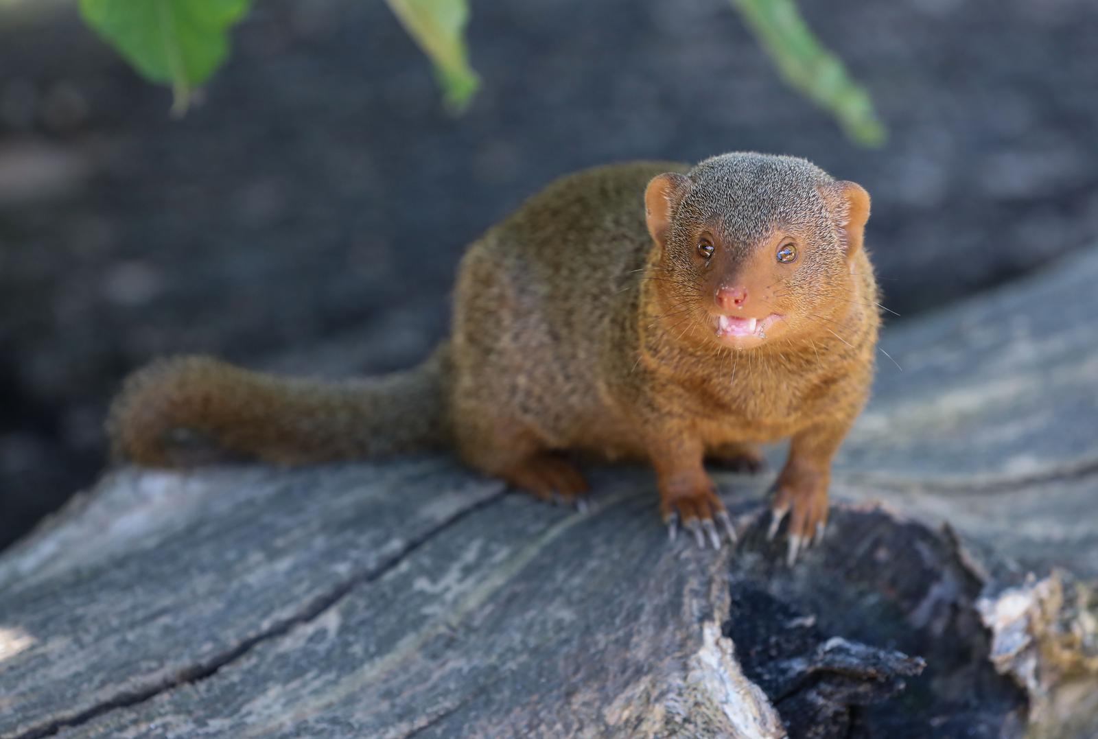 Mladunci patuljastog mungosa novi su stanovnici Zoološkog vrta Mladunci patuljastog mungosa novi su stanovnici Zoološkog vrta