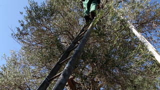 Pag, Lun, 221012.
Berba maslina u lunskom masliniku koji se nalazi kod mjesta Lun na otoku Pagu. Omedjen je suhozidima, prostire se na 400 hektara i sadrzi oko 80.000 stabala maslina. Najveci je maslinik u Hrvatskoj. U Lunskom masliniku rastu brojne jedin Pag, Lun, 221012.
Berba maslina u lunskom masliniku koji se nalazi kod mjesta Lun na otoku Pagu. Omedjen je suhozidima, prostire se na 400 hektara i sadrzi oko 80.000 stabala maslina. Najveci je maslinik u Hrvatskoj. U Lunskom masliniku rastu brojne jedin
