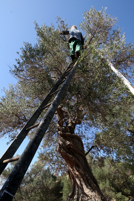 Pag, Lun, 221012.
Berba maslina u lunskom masliniku koji se nalazi kod mjesta Lun na otoku Pagu. Omedjen je suhozidima, prostire se na 400 hektara i sadrzi oko 80.000 stabala maslina. Najveci je maslinik u Hrvatskoj. U Lunskom masliniku rastu brojne jedin Pag, Lun, 221012.
Berba maslina u lunskom masliniku koji se nalazi kod mjesta Lun na otoku Pagu. Omedjen je suhozidima, prostire se na 400 hektara i sadrzi oko 80.000 stabala maslina. Najveci je maslinik u Hrvatskoj. U Lunskom masliniku rastu brojne jedin
