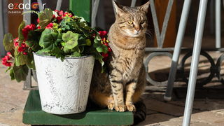 Đir po gradu, subotnja špica 19. siječnja 2019. Đir po gradu, subotnja špica 19. siječnja 2019.