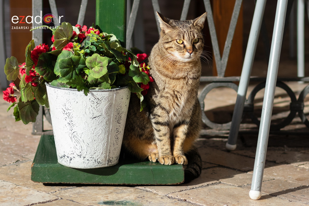 Đir po gradu, subotnja špica 19. siječnja 2019. Đir po gradu, subotnja špica 19. siječnja 2019.