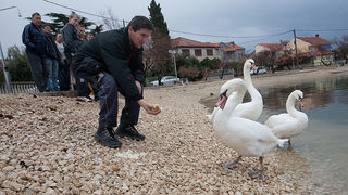 Labudovi u Bibinjama 10. siječnja 2013, Foto: Leo Banić