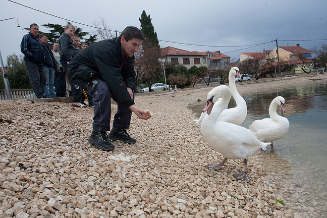Labudovi u Bibinjama 10. siječnja 2013, Foto: Leo Banić