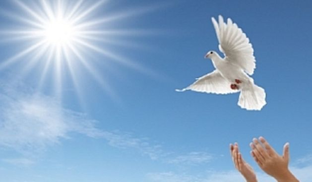 Bijela golubica, foto: www.garevac.info