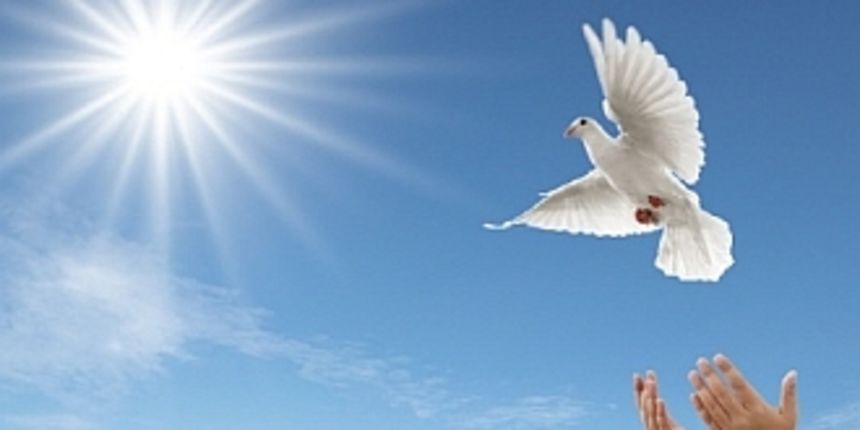 Bijela golubica, foto: www.garevac.info