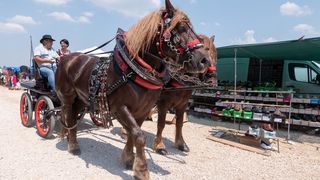 Benkovački sajam u objektivu Dina Stanina