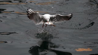 Zadar, 161110.
Galebovi su se danas za rucak odlucili za riblji meni. 
Na slici: uvala Jazine kraj zadarskog mosta.
Foto: Jure Miskovic / CROPIX