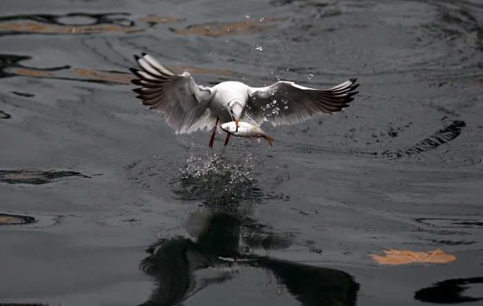 Zadar, 161110.
Galebovi su se danas za rucak odlucili za riblji meni. 
Na slici: uvala Jazine kraj zadarskog mosta.
Foto: Jure Miskovic / CROPIX