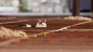 Đir po gradu, četvrtak 23. studenog 2023.