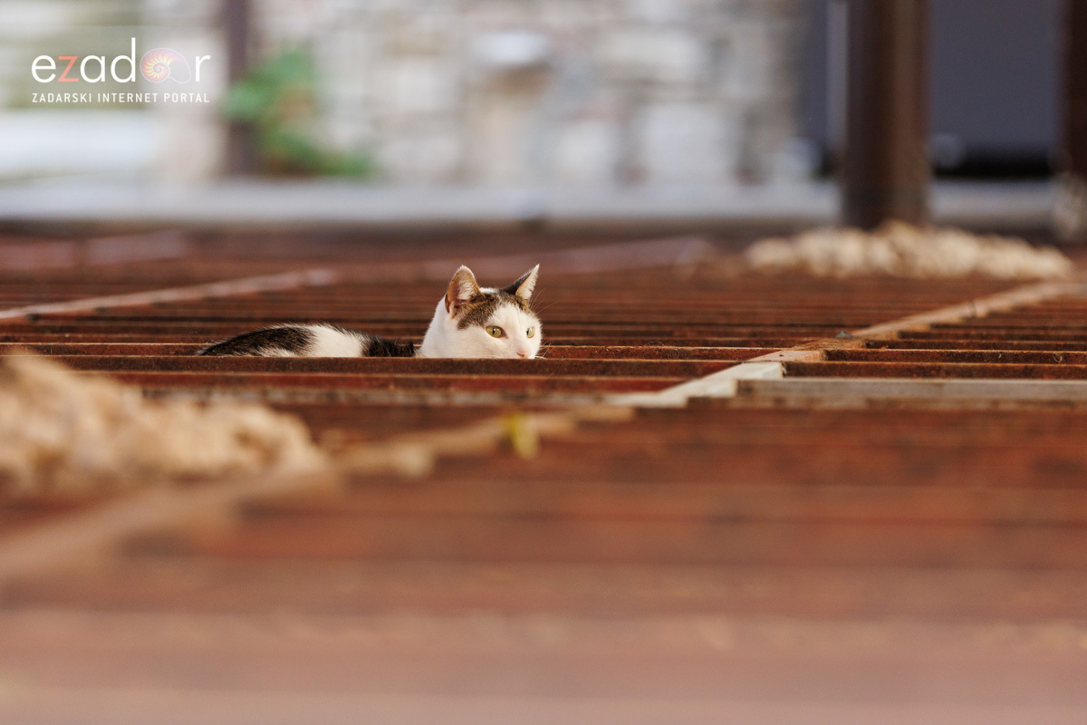 Đir po gradu, četvrtak 23. studenog 2023.