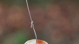 Zadar, 021111.
Uz cestu koja vodi od Zadra prema Razancu moze se vidjeti jedan od sigurno najneobicnijih vinograda na svijetu. Umjesto uobicajenih strasila, vinograd cuvaju ogromni plisani medvjedi , lutke, barbike i raznorazne druge igracke i predmeti.
F Zadar, 021111.
Uz cestu koja vodi od Zadra prema Razancu moze se vidjeti jedan od sigurno najneobicnijih vinograda na svijetu. Umjesto uobicajenih strasila, vinograd cuvaju ogromni plisani medvjedi , lutke, barbike i raznorazne druge igracke i predmeti.
F