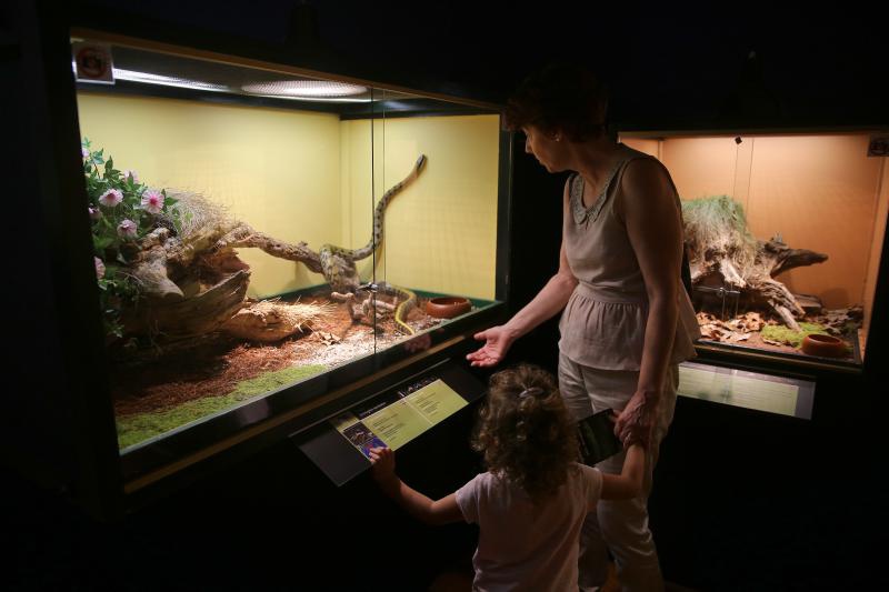 U Knezevoj palaci otvorena je izlozba djecjih radova na temu “Zmije – opasna ljepota”. Photo: Filip Brala/PIXSELL U Knezevoj palaci otvorena je izlozba djecjih radova na temu “Zmije – opasna ljepota”. Photo: Filip Brala/PIXSELL