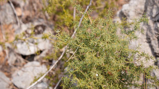 Šetnjica poučnom stazom sv. Leopolda Mandića, Mosor, foto: Darko Belančić