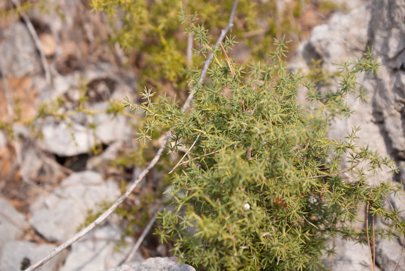 Šetnjica poučnom stazom sv. Leopolda Mandića, Mosor, foto: Darko Belančić