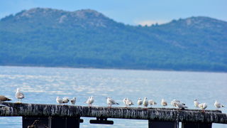 Đir 17. prosinca – uvala Maestral, Foto: Iva Perinčić