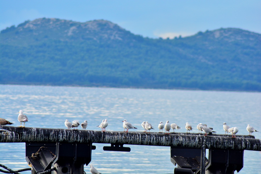 Đir 17. prosinca – uvala Maestral, Foto: Iva Perinčić