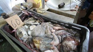 Sipe i mušuni 60 kn/kg