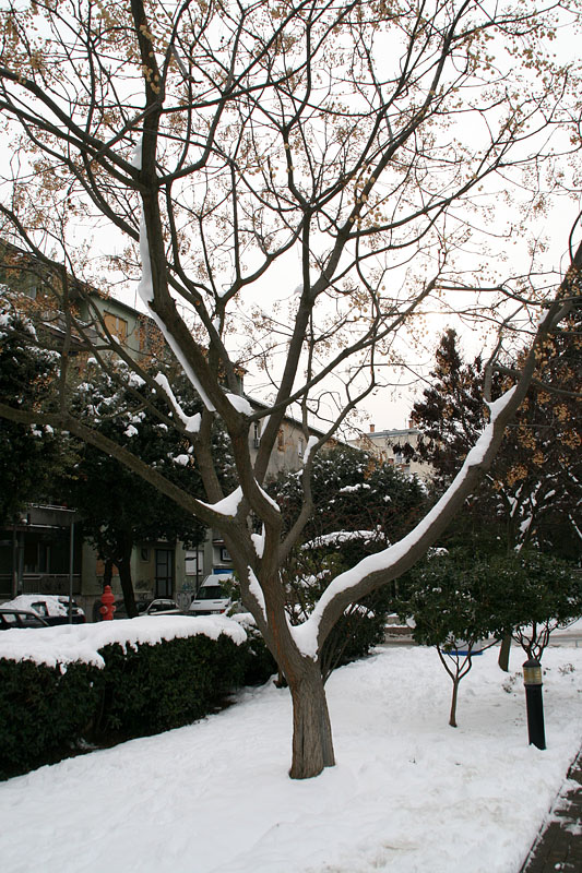 Snježni đir oko Gradske knjižnice Zadar, Foto: Lucija Juravić Snježni đir oko Gradske knjižnice Zadar, Foto: Lucija Juravić