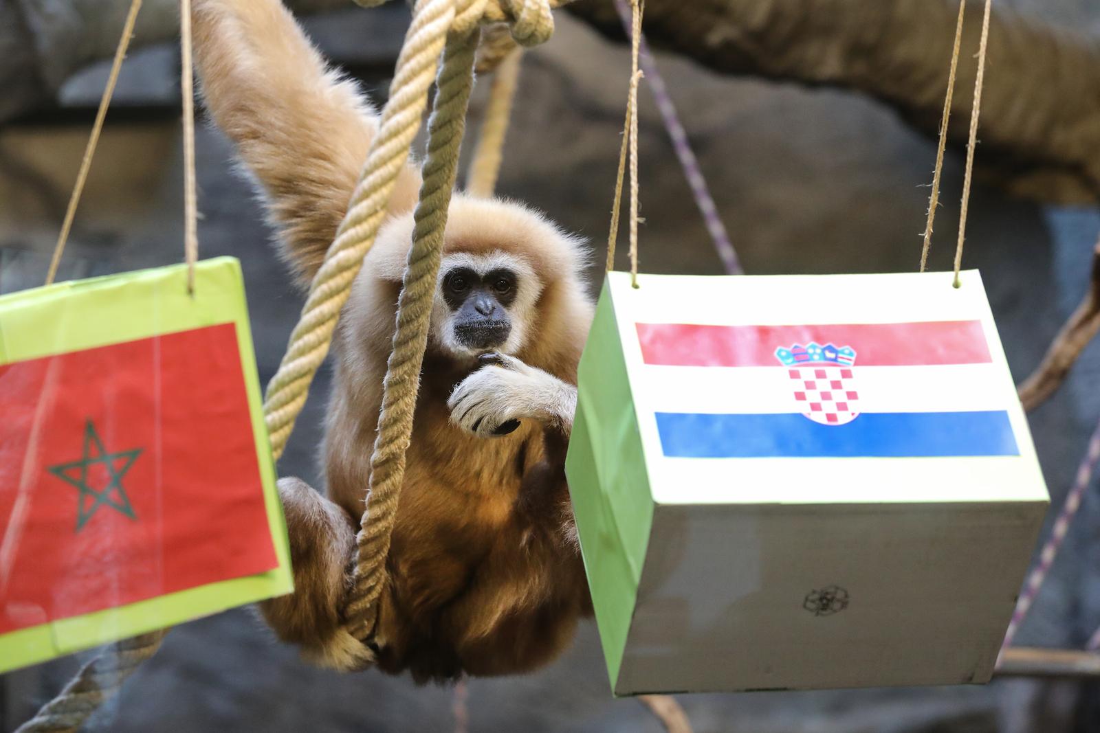 Gibon Kent odabrao pobjednika utakmice Hrvatska – Maroko