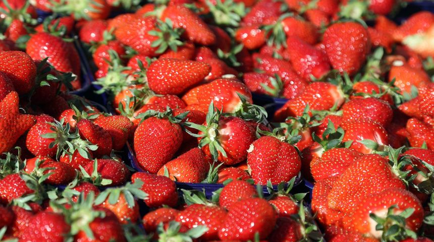 Vrgoračke jagode Vrgoračke jagode