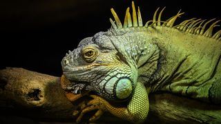 Stanari zagrebačkog Zoološkog vrta u zimskom razdoblju