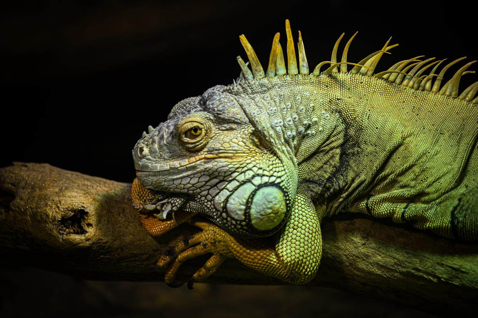 Stanari zagrebačkog Zoološkog vrta u zimskom razdoblju