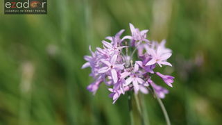 Đir po gradu, petak 13. listopada 2017.