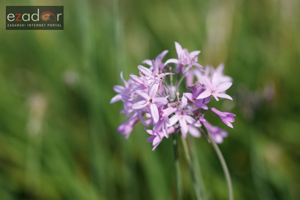 Đir po gradu, petak 13. listopada 2017.