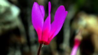 Pješačka staza Obrovac – Jankovića buk