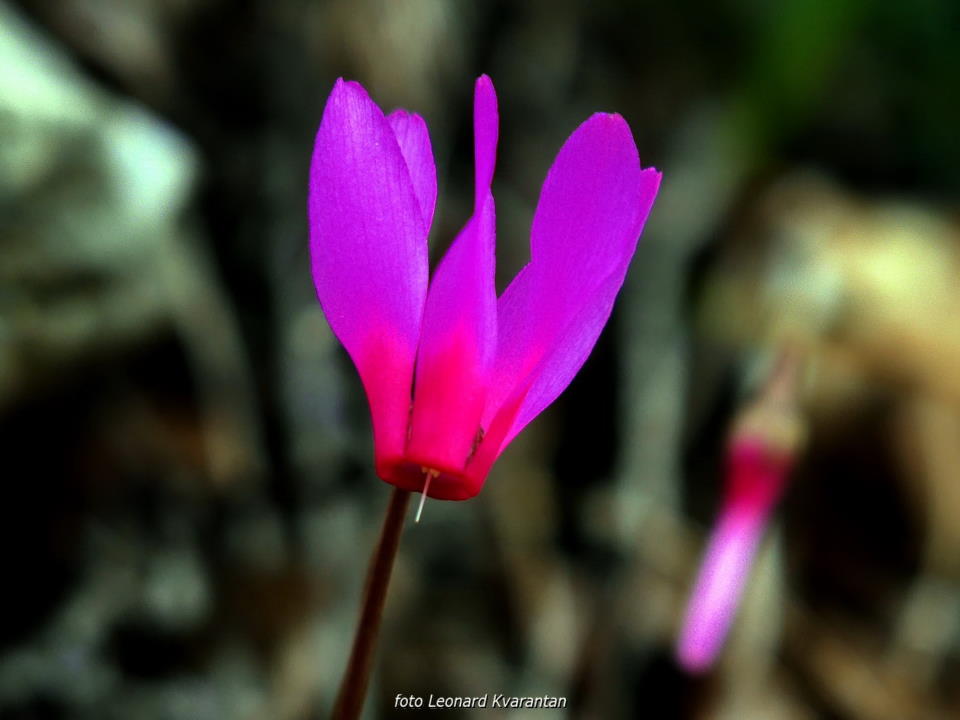 Pješačka staza Obrovac – Jankovića buk