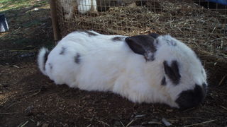 OLYMPUS DIGITAL CAMERA OLYMPUS DIGITAL CAMERA