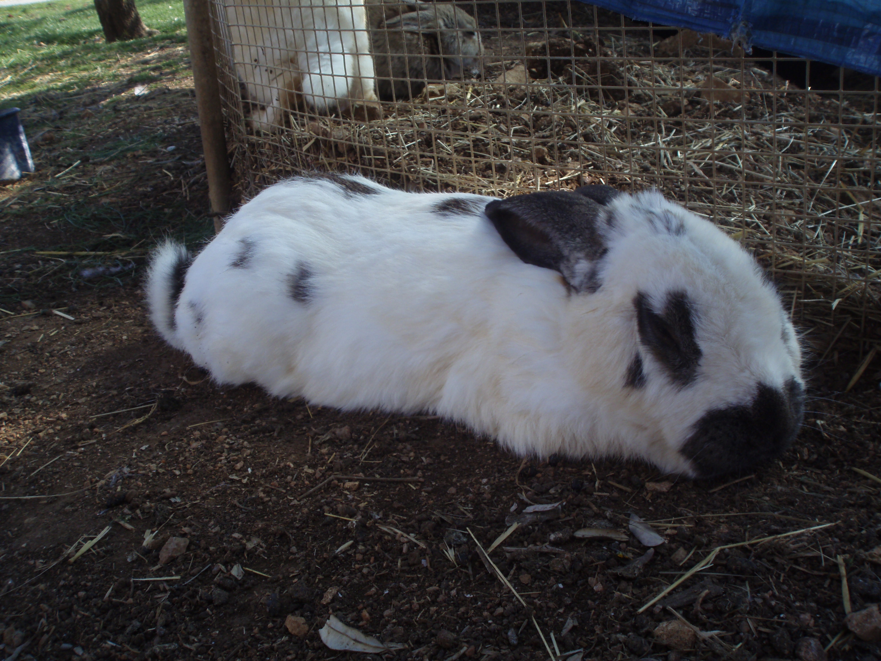 OLYMPUS DIGITAL CAMERA OLYMPUS DIGITAL CAMERA