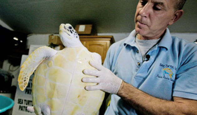 Kornjača bez peraje (foto: Beta)