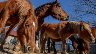 Veliko Rujno: Drago Krapić vlasnik je pedesetak konja koji obitavaju na velebitskim pašnjacima