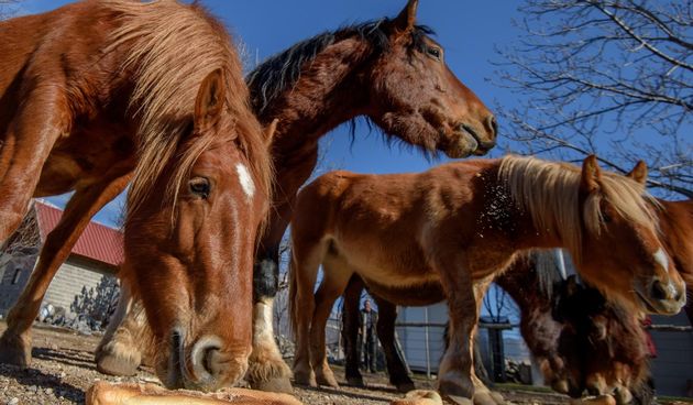 Veliko Rujno: Drago Krapić vlasnik je pedesetak konja koji obitavaju na velebitskim pašnjacima