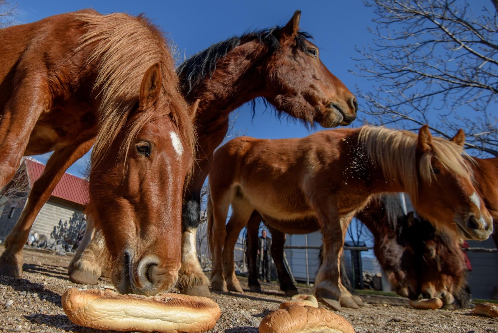 Veliko Rujno: Drago Krapić vlasnik je pedesetak konja koji obitavaju na velebitskim pašnjacima