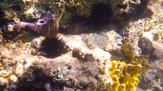 OLYMPUS DIGITAL CAMERA OLYMPUS DIGITAL CAMERA