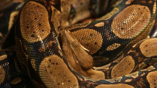 U Knezevoj palaci otvorena je izlozba djecjih radova na temu “Zmije – opasna ljepota”. Photo: Filip Brala/PIXSELL U Knezevoj palaci otvorena je izlozba djecjih radova na temu “Zmije – opasna ljepota”. Photo: Filip Brala/PIXSELL