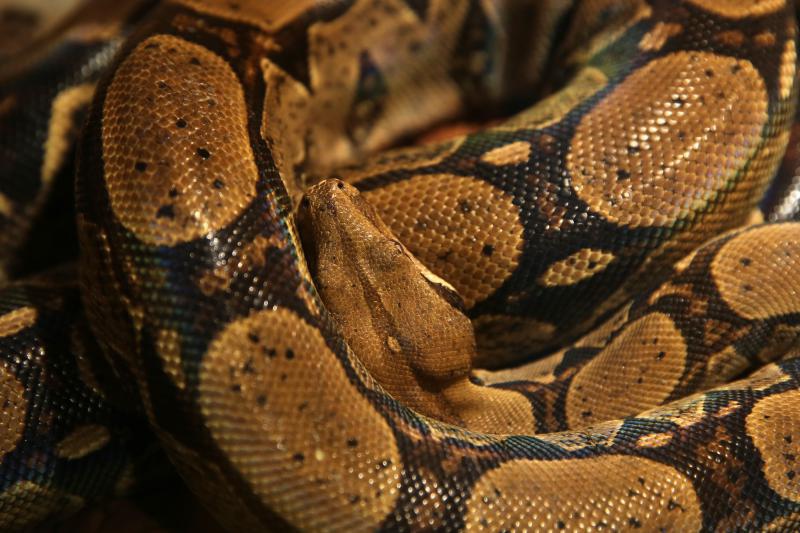 U Knezevoj palaci otvorena je izlozba djecjih radova na temu “Zmije – opasna ljepota”. Photo: Filip Brala/PIXSELL U Knezevoj palaci otvorena je izlozba djecjih radova na temu “Zmije – opasna ljepota”. Photo: Filip Brala/PIXSELL