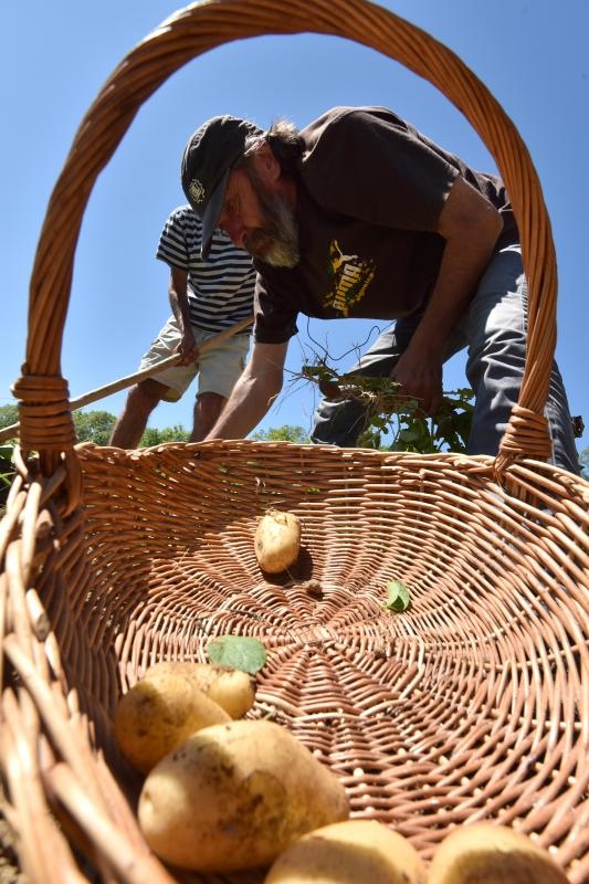 Zadarski beskucnici angazirani su na sadnji krumpira koji cini dio ponude pucke kuhinje u kojoj se i sami hrane. Photo: Dino Stanin/PIXSELL Zadarski beskucnici angazirani su na sadnji krumpira koji cini dio ponude pucke kuhinje u kojoj se i sami hrane. Photo: Dino Stanin/PIXSELL