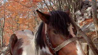 Đir do Zavižana, sjeverni Velebit, foto: Leo Banić