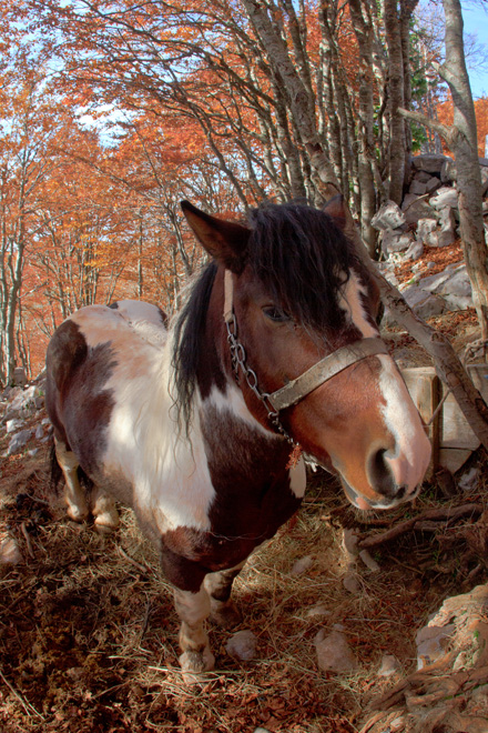 Đir do Zavižana, sjeverni Velebit, foto: Leo Banić