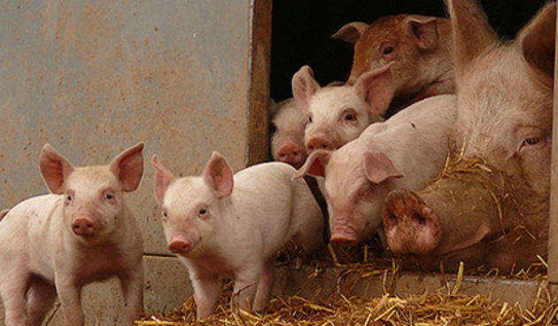 Farma svinja (Foto: seebiz.eu)