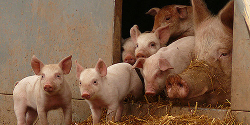 Farma svinja (Foto: seebiz.eu)