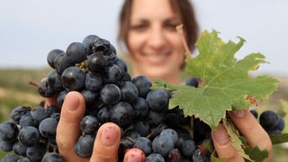 Primošten. Počela berba grožđa od kojeg se pravi svjetski poznato vino Babić. Photo: Duško Jaramaz/PIXSELL Primošten. Počela berba grožđa od kojeg se pravi svjetski poznato vino Babić. Photo: Duško Jaramaz/PIXSELL