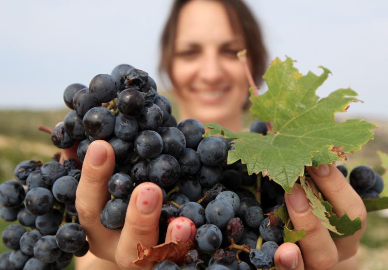 Primošten. Počela berba grožđa od kojeg se pravi svjetski poznato vino Babić. Photo: Duško Jaramaz/PIXSELL Primošten. Počela berba grožđa od kojeg se pravi svjetski poznato vino Babić. Photo: Duško Jaramaz/PIXSELL