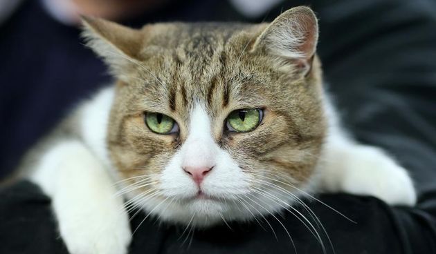 Best in Show na Svjetskoj izlozbi macaka u Areni Zagreb. Moglo se vidjeti 1200 macaka iz 40 zemalja. Photo: Igor Kralj/PIXSELL