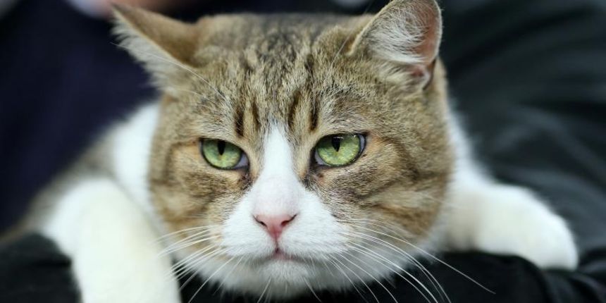 Best in Show na Svjetskoj izlozbi macaka u Areni Zagreb. Moglo se vidjeti 1200 macaka iz 40 zemalja. Photo: Igor Kralj/PIXSELL